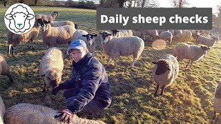 Daily sheep checks  so many sheep, only one shepherd!