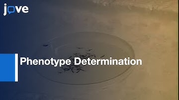 Dengue Infections In Mosquitoes (A. aegypti) & Infection Phenotype Determination l Protocol Preview