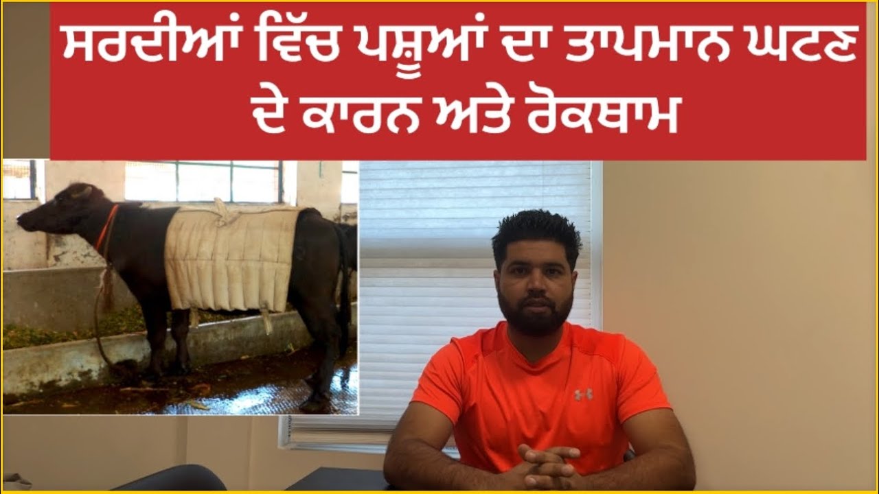 ਸਰਦੀਆਂ ਵਿੱਚ ਪਸ਼ੂਆਂ ਦੀ ਦੇਖਭਾਲ ਕਿਵੇਂ ਕਰੀਏ 