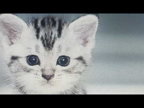 10 ფაქტი კატის შესახებ რომელიც შესაძლოა არ იცოდით.