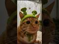 CATS FUNNY CUTE VIDEOS 🐾 360
