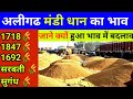 अलीगढ मंडी धान का भाव #dhaankabhav #paddybhav #dhaankabhav