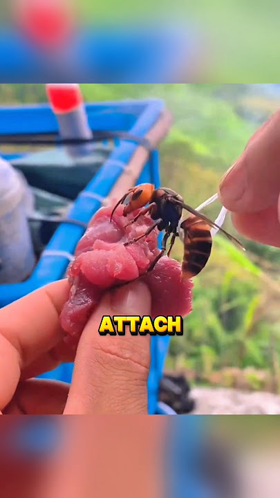 Download lagu How They Track a Giant Hornet Back to Its Nest