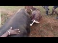 sema Kakamega bullfighting