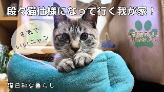 【保護猫】我が家が猫仕様になっていく/ベランダCatハウス・/貝くんと一緒に熱帯魚を見る/花壇の花達