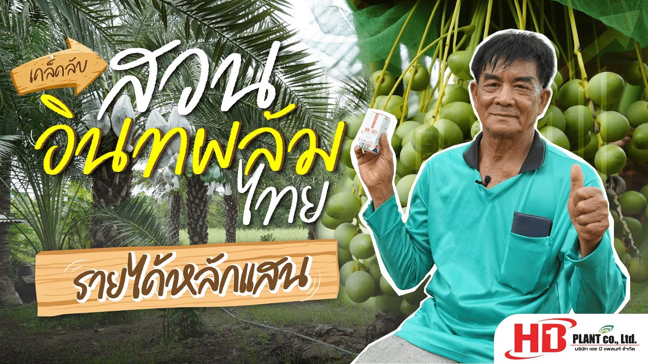 สวนลุงเฉลิม l ปลูกอินทผลัมอย่างไรให้รายได้หลักแสน? เคล็ดลับจากสวนไทยที่ต้องรู้!