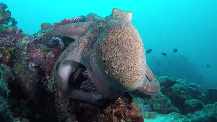 Dr. Scuba Presents: Otto the Octopus