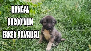 Saf Kangal Bozoonun Erkek Yavrusunu Da Sahi̇plendi̇m