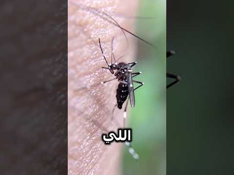ماهي الالوان التي ينجذب اليها الباعوض
