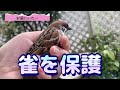 【後編】✴︎雀を保護…そして（2023年4月2日）