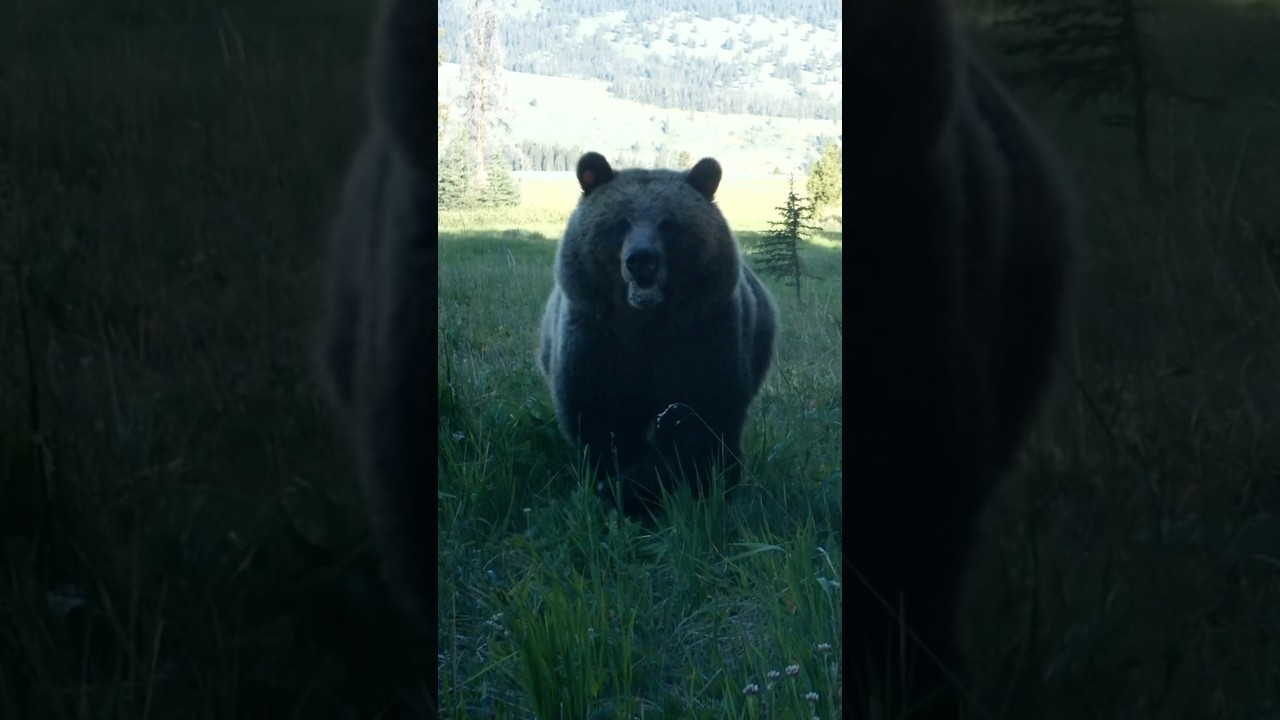 Don’t Panic. Pull your bear spray. Remove the safety. Aim. Fire. Did you do it in time?