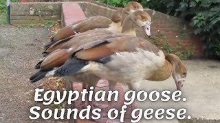 Egyptian goose. Sounds of geese.