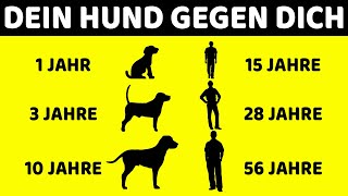 Warum Hunde Schneller Altern Als Menschen Und 9 Andere Hunde rätsel Erklärt by DIE WUNDERSAMEN 2,412 views 1 year ago 9 minutes, 9 seconds