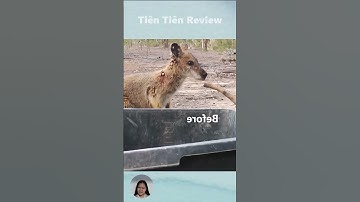 Con quạ này đã giúp chú chuột túi thoát khỏi những con kí sinh trùng #short #shorts #viralvideo