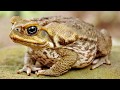ЛЯГУШКИ ИНТЕРЕСНЫЕ ФАКТЫ