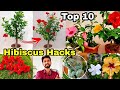 10 Gardening Hacks for Hibiscus plant | Mealybugs treatment | Hibiscus Grafting