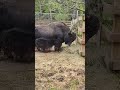 yak is busy eating hay at lunchtime is a big one toronto canada may 2026