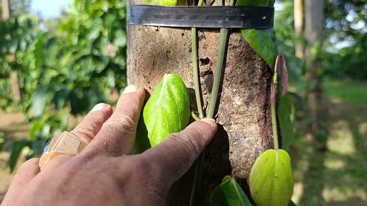 Ép tiêu lươn đẻ ác hiệu quả #tiêuvinhlinh