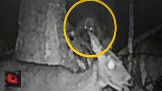 IT RIPPED A BULLS APART - 5 SCARY TRUE STORIES OF BIGFOOT SIGHTINGS AND ENCOUNTERS - WLB