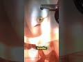 Um visitante indesejado...