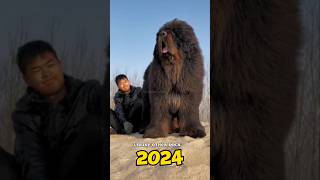 2024 tibetan  mastiff VS 5000 bce tibetan mastiff #shorts #youtubeshorts #mrbeast #mrindianhacker