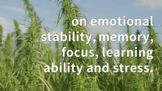 Best cannabis strains for ADHD