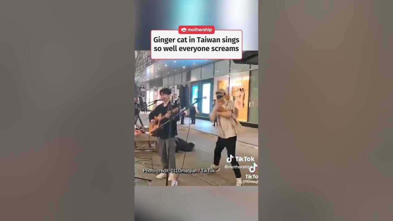 Busking cat gives the perfect meow