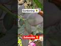 Gardening ✌️🍃✨❤️🎯🏵️💮🌻 #garden #greenrooftop #gardening #song #youtubeshorts #youtubevideo #flowers