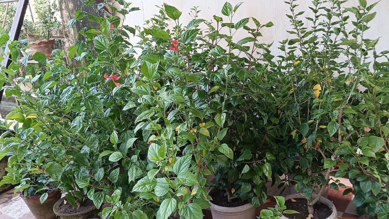 Repotting tips for the hibiscus plants Repotting plants Hibiscus