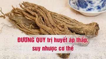Đương quy – Vị thuốc quý cho người huyết áp thấp, thiếu máu, suy nhược cơ thể