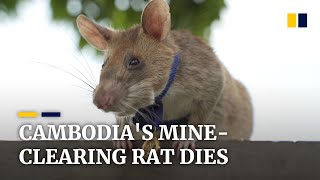 Cambodia’s landminesniffing ‘hero rat’ dies at the age of 8