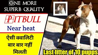 Faadu quality ki pitbull fe-male for sale || near heat || well trained dog || pitbull facts in Hindi