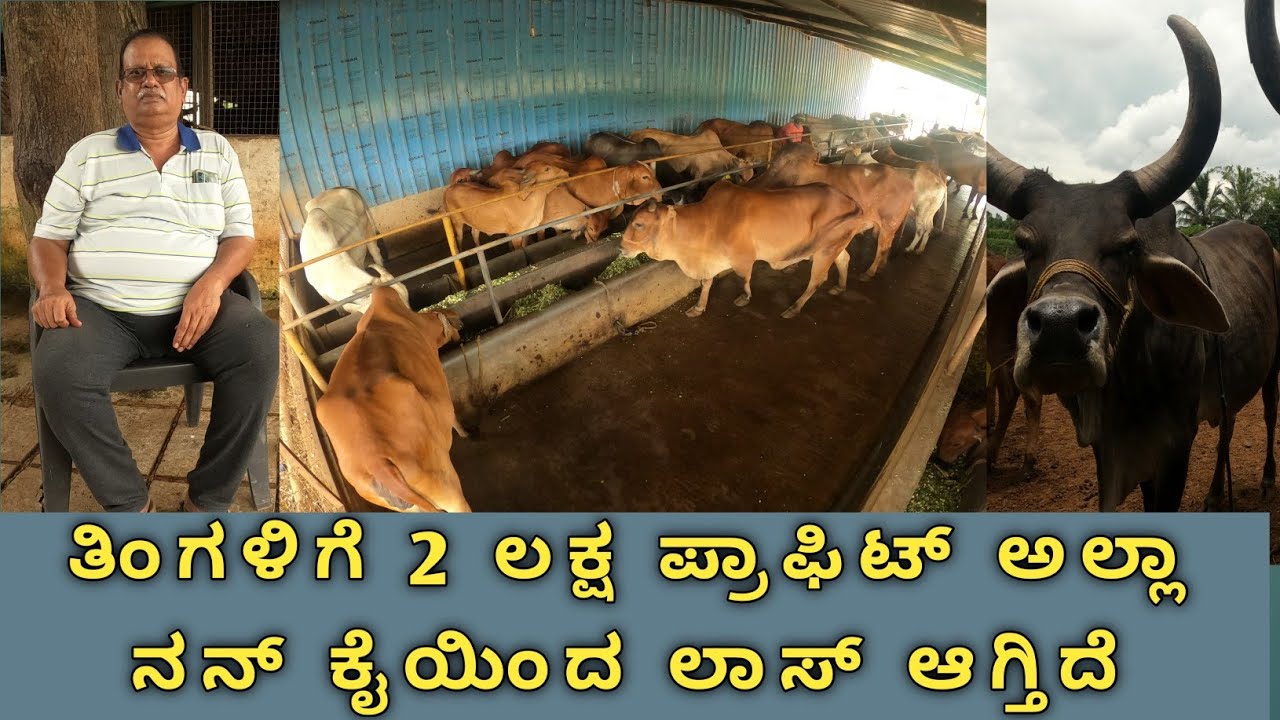 200 ನಾಟಿ ಹಸುಗಳಿವೆ ದಿನಕ್ಕೆ 250 ಲೀಟರ್ A2ಮಿಲ್ಕ್ ಬೆಂಗಳೂರಿಗೆ ಹೋಗುತ್ತೆ ಪ್ರತಿ ಲೀಟರ್ ಗೆ 110ರಂತೆ,ಆದರೂ ಕೂಡ..!