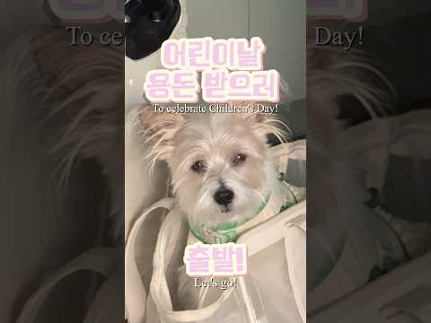 어린이날 용돈 받으러 함무니 하부지 보러가기 #강아지 #어린이날 #용돈 #전북 #정읍시 #기차 #여행