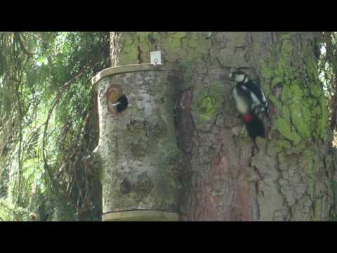 Video: Waar Spreeuwen Hun Nest Bouwen