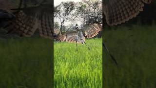 Beautiful Eagle Training #eagles #amazing #hunting #training