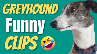 Greyhound Funny Clips Compilation