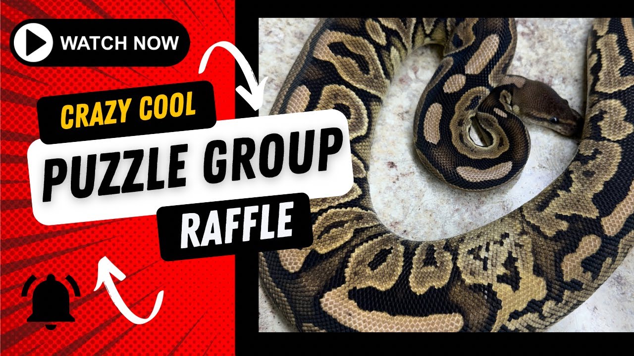 Puzzle project raffle‼️|| Congrats to Christopher Shelton🤟🏽 - YouTube