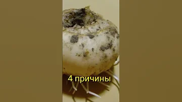 ПОЧЕМУ РЯБЧИКИ НЕ ЦВЕТУТ ?