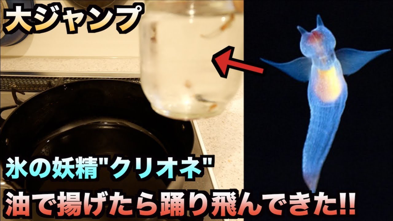 油の上を踊る 氷の妖精 クリオネ をそのまま揚げた結果 Youtube