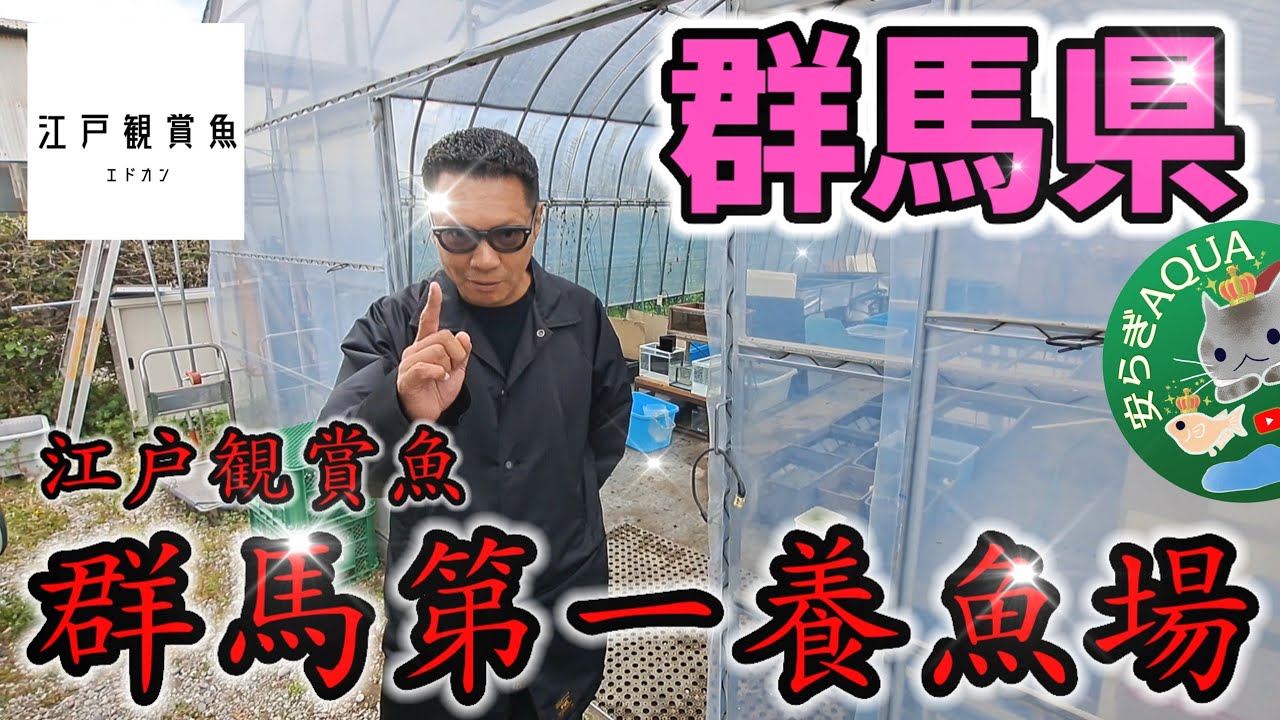 【群馬県】江戸観賞魚の群馬第一養魚場を初公開!!鶴崎楊貴妃アースアイType.ホワイトタイガーダイヤ.強紅帝アルビノ.ブラックランス.プリンスブルー.煌Part1.安らぎAQUAちゃんねる