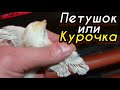 Как определить цыплят петушка от курочки// Определяется пол цыплят.