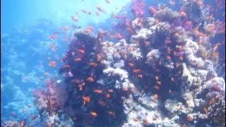 Ras Mohammed Sharm el Sheyikh Egypt .