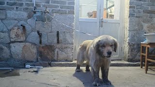 Bathing A Lost Golden Retriever, The Way It Cooperates Obediently Is Touching