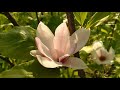 🌸MAGNOLIA FLOWERS IN SHIDNYTSA/ Rest in the Carpathians