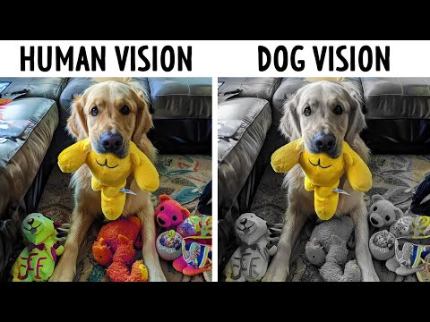 Your Dog Can Only See Toys If They Come in These Colors