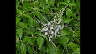 Lagu dangdut saidi kumis tipis