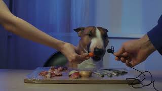 The dog eats fish, chicken stomachs and hearts. Minibull eats ASMR mukbang. by Minibull Team 1,063 views 4 months ago 1 minute, 48 seconds