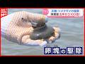 「一つの塊に3～5万個の卵」アサリの天敵・ツメタガイの卵駆除