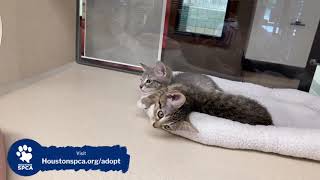 LIVE! at the Houston SPCA Adoption Center April 12, 2021